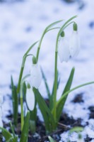 Galanthus 'Anglesey Abbey' after snow. January