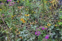 Rudbeckia hirta - Coneflowers and Phlox in wilted condition for lack of rainfall in summer - August