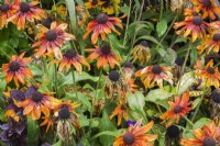 Rudbeckia hirta - Coneflowers in wilted condition for lack of rainfall in summer - September
