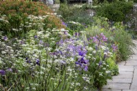 Paved path in cottage garden with border of Lupinus, Anthriscus sylvestris 'Ravenswing' and self seeded Aquilegia