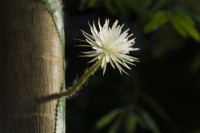 Selenicereus wittii - syn. Strophocactus wittii. A night flowering rare South American cactus growing on the trunk of a Pachira aquatica tree in a tropical glasshouse. February