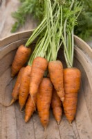Carrot 'Chantenay Red Cored' in wooden trug
