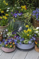 Container display of wooden flour sieves (vintage and painted), terracotta pots and copper pot planted with daffodils 'Jet Fire' and 'Tete-a-Tete', annual violas, bellis daisies, windflowers and white cyclamen.