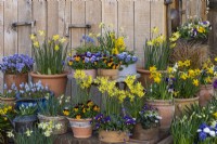 Container display of wooden flour sieves and terracotta pots planted with daffodils 'Jet Fire', 'Hawera', Pipit',, 'Jet Fire' and 'Tete-a-Tete', annual violas and muscari.
