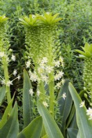 Eucomis pallidiflora subsp. pallidiflora 'Goliath', a pineapple lily flowering in August.
