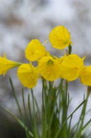 Narcissus bulbocodium' Oxford Gold', hoop petticoat daffodil, flowers in March.
