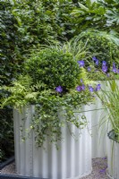 A tall corrugated steel container is planted with shade-loving ferns, periwinkles and hardy geranium around a box ball.
