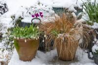 A snowy deck scene, with pots of Carex testacea 'Prairie Fire', snowdrops, cyclamen and leafy Muscari