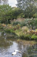 View across pond to marginals and decorative border with ornamental grasses and Hydrangea paniculata. 

Hand-reared, white ducks swimming. Nymphaea syn. waterlilies. 
Reflections in water.  