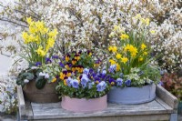 Painted modern and vintage wooden flour sieves planted with spring flowers. Mixed annual violas, bellis daisies and windflowers; Narcissus 'Tete-a-Tete' and 'Avalanche'; white or pink Cyclamen coum.