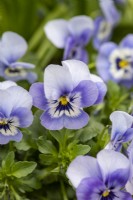 Viola 'Marina', Viola x wittrockiana, a long flowering and hardy annual that thrives in pots.