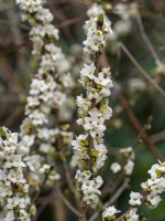 Daphne mezereum  Alba flowering early March Norfolk
