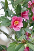 Camellia x williamsii 'Mary Christian' - March 