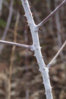 Rubus thibetanus - March 