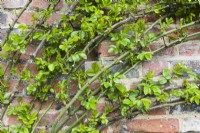 Close up to show pruning of side shoots and tying in of young stems of climbing rose trained to horizontal wires on an old brick wall. March