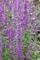 Lythrum virgatum 'Dropmore Purple' 