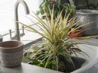 Water houseplants by soaking in sink