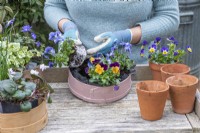 Step-by-Step Planting Wooden Flour Sieves with Spring Flowers. Step 12; plant with differently coloured violas.