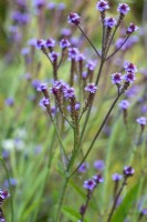 Verbena hastata, a perennial with candelabra style stems of tiny purple pink flowers in summer and autumn.
