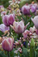 Tulipa 'Apricot Beauty' combined with Erysimum 'Sunset Apricot', wallflower.