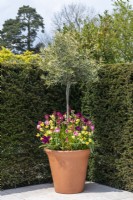 An olive tree underplanted with Erysimum 'Ruby Gem' and 'Sunset Primrose', below tulips 'Weber's Parrot' and 'Negrita Parrot'