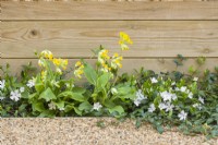 Vinca minor f. alba - small white periwinkle - growing with Primula veris - cowslip- in very narrow border between resin-bound gravel path and wooden fence. March