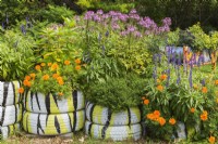 Painted rubber tires repurposed as containers for growing orange Tagetes - Marigold and blue Salvia - Sage in late summer, Ile des Moulins, Old Terrebonne, Quebec, Canada - September