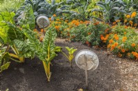 Vegetable garden with Beta vulgaris - Swiss Chard, orange Tagetes - Marigold flowers and aluminium pie pans on stakes to scare away birds and rodents in late summer - September