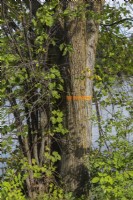 Disease affected deciduous tree marked for chopping down with orange fluorescent paint in late summer, Ile des Moulins, Old Terrebonne, Quebec, Canada - September