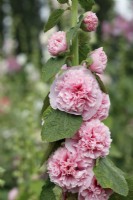 Alcea rosea Chater's Double Group pink-flowered