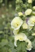 Alcea rosea Chater's Double Group yellow-flowered
