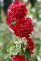 Alcea rosea Chater's Double Group red-flowered