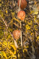 Seed calyses of Physalis alkekengi - Chinese lanterns - November