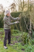 Man pruning old fashioned shrub rose by lightly trimming back previouse years shoots to maintain an appropriate size and shape. Example 1