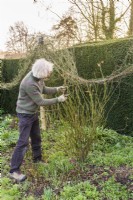 Man pruning old fashioned shrub rose by lightly trimming back previouse years shoots to maintain an appropriate size and shape. Example 1