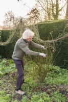 Man pruning old fashioned shrub rose by lightly trimming back previouse years shoots to maintain an appropriate size and shape. Example 2