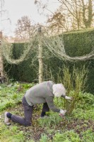 Man thinning out stems of an old fashioned shrub rose by cutting out a few of the oldest shoots from the base. The previous years shoots have already been lightly trimmed back to maintain an appropriate size and shape. Example 2