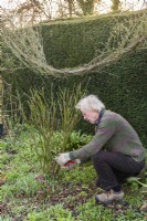 Man completing the pruning of an old fashioned shrub rose by cutting out crowded and weak stems. Example 2