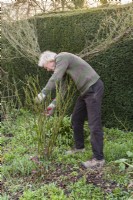 Man completing the pruning of an old fashioned shrub rose by cutting out crowded and weak stems. Example 2