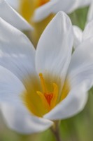 Crocus chrysanthus  'Ard Schenk' flowering in Spring - March