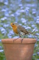 Erithacus rubecula - robin perched on plant pot with myosotis behind