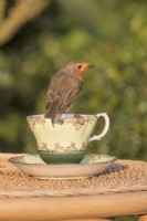Erithacus rubecula - European Robin perched on china tea cup