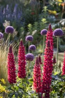 Lupinus 'The Pages' in border with Allium giganteum