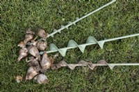 Large, medium and small bulb planting augers lie on grass with a scattering of tulip bulbs. 