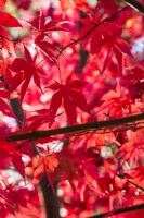 Acer palmatum 'Osakazuki' - syn. 'Taihai' - November.