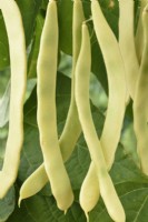 Phaseolus vulgaris  'Golden Gate'  Climbing French beans  July
