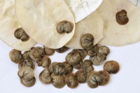 Lunaria annua  Honesty seed pods and collected seeds  August
