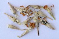 Tagetes tenuifolia  'Golden Gem'  Signet Marigolds  Seedheads collected to save seeds  September