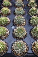 Gymnocalycium nigriareolatum f. carmineum - Cacti growing in containers inside commercial greenhouse - September