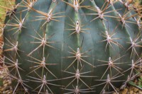 Ferocactus glaucescens - Barrel Cactus - September